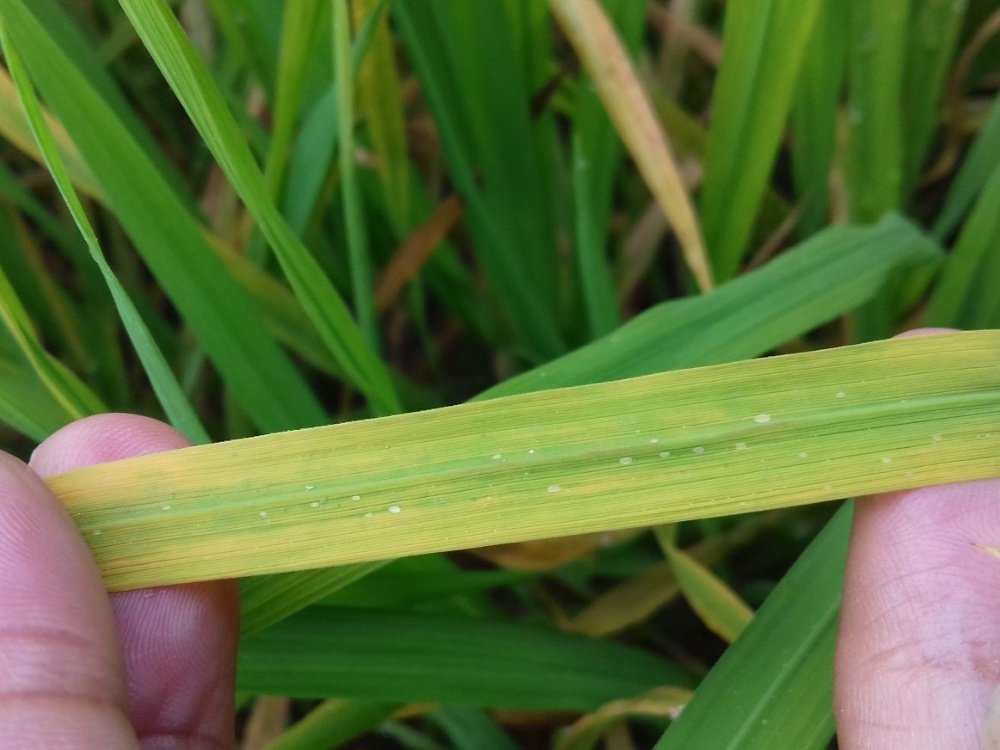 Bọ phấn hại lúa