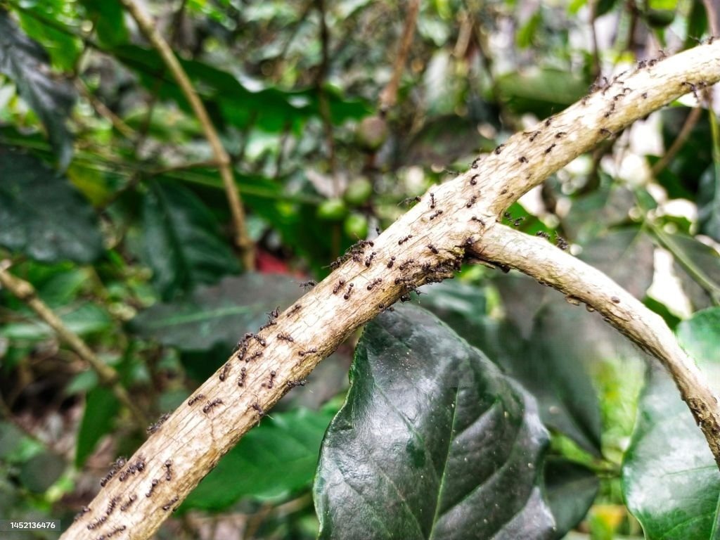 Kiến đen hại cà phê