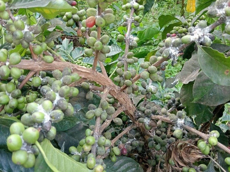 Rệp sáp giả hại cà phê