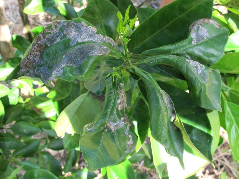Sâu vẽ bùa hại cam
