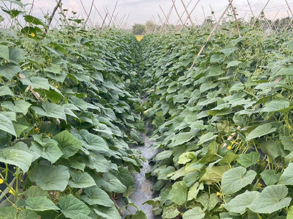 Kỹ thuật chăm sóc dưa chuột giai đoạn ra hoa, đậu trái