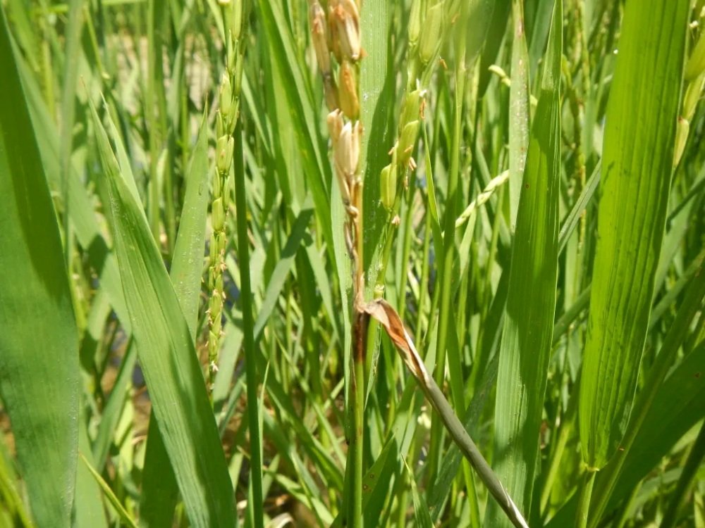 Bệnh đạo ôn lúa