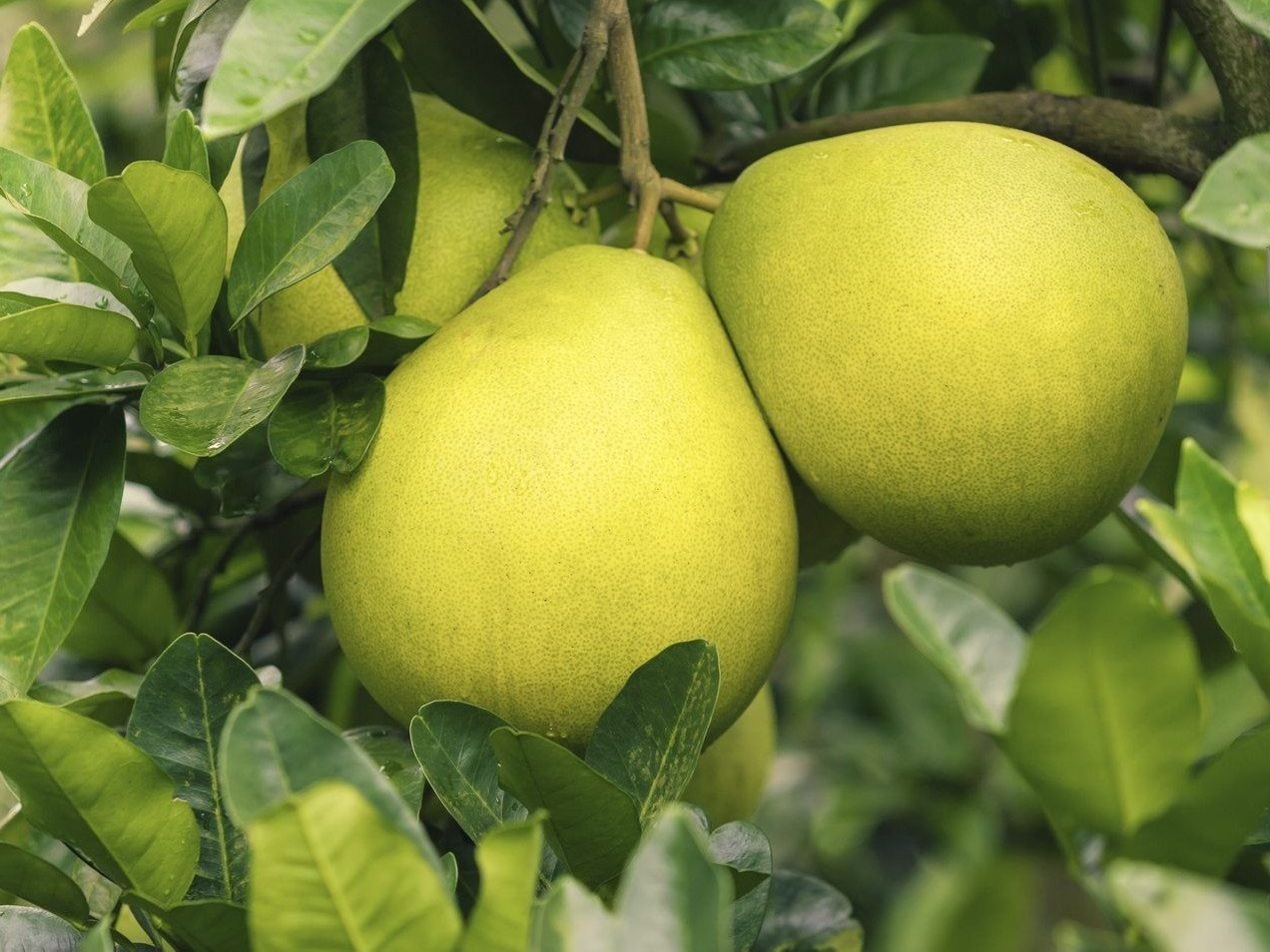 Cách sử dụng phân bón lá cho cây bưởi